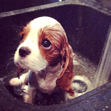 16 Animals That Look So Sad But Are So Cute - The Frisky