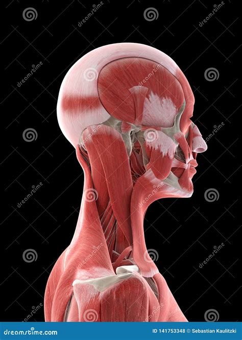 A females neck muscles stock illustration. Illustration of human ...