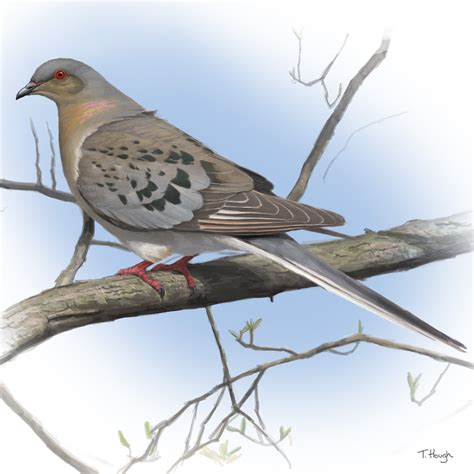 About the Passenger Pigeon | Revive & Restore