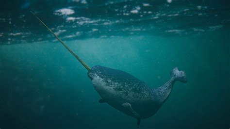 Narwhal, male Monodon monoceros swimming in the ocean