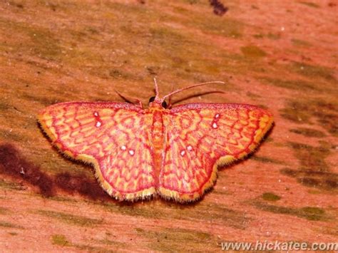 Geometer moth - Family Geometridae | Hickatee Cottages, Punt… | Flickr