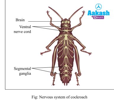 Cockroach: Respiratory, Excretory & Nervous System | AESL