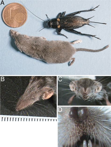 Tactile guidance of prey capture in Etruscan shrews | PNAS