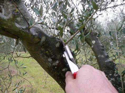 ecomondo: Olive tree pruning