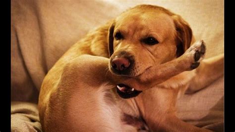 Golden Retriever >>>>>>>>>>>>>>>>>>>>>>> Labrador Retriever - Forocoches