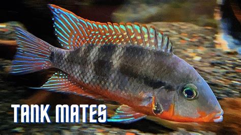 Top 10 Tank Mates for Firemouth Cichlids - YouTube