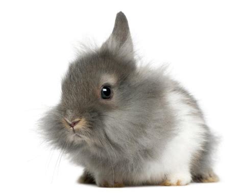 Lionhead Rabbit Breed - History, Characteristics and Care