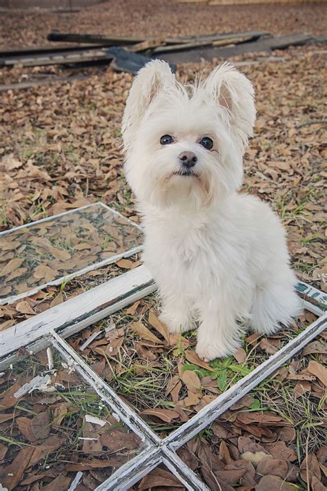 Yorkies And #maltese Mix | Maltese yorkie mix, Teacup puppies maltese ...