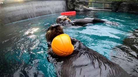 They've got game: 2 more sea otters join hoops team | Oregon Zoo