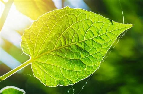 'Artificial Leaf' Design can Increase Carbon Capture Rate by 100 Times ...