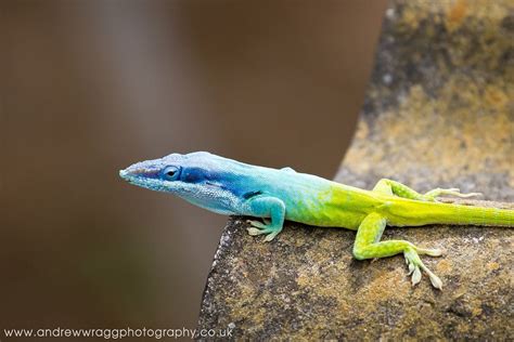 Cuban Blue Knight Anole Lizard | Anole, Lizard, Reptiles pet