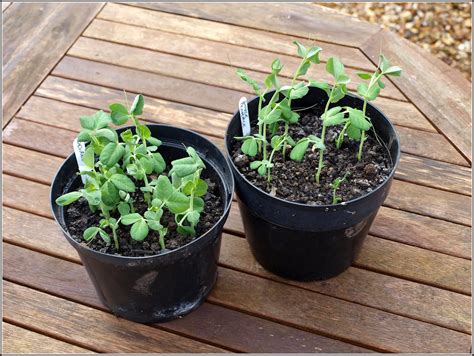 Mark's Veg Plot: Transplanting peas