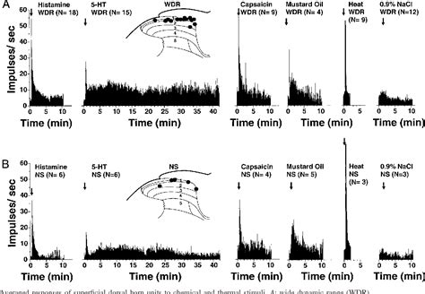 Figure 1 from Responses of superficial dorsal horn neurons to ...