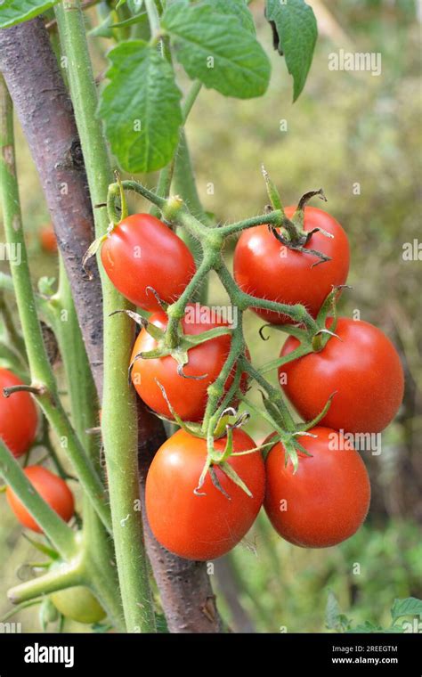 Tomatoes are grown in open organic soil Stock Photo - Alamy