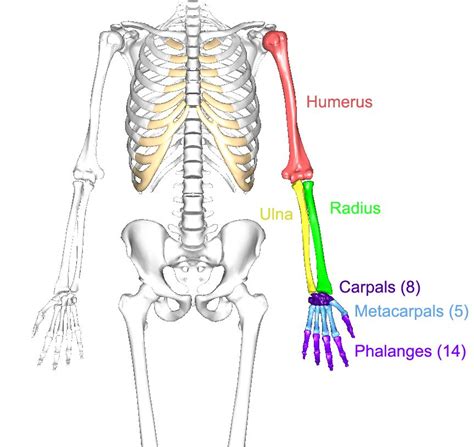 Major body bones Cranium:(also know as the skull) support the structure of the face and protec ...