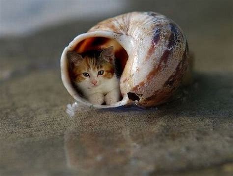 Top 10 Smallest Cats in The World