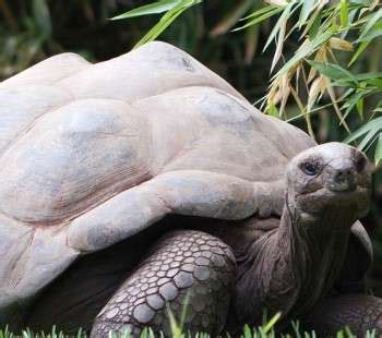 Animals - Adelaide Zoo