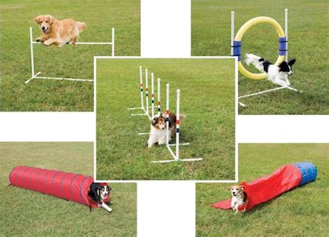 Agility Dog Training Instruction, Go Continual! | Dog Training