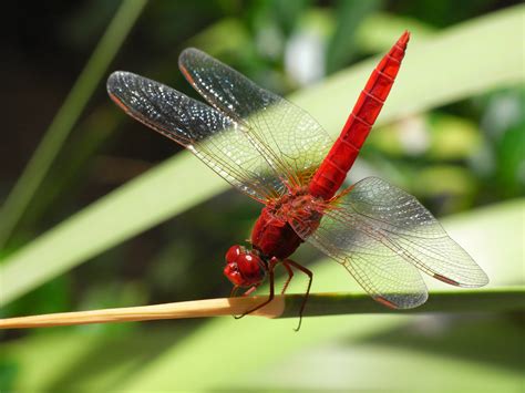 File:Ricoh Caplio R6 dragonfly macro R0010887.JPG - Wikimedia Commons