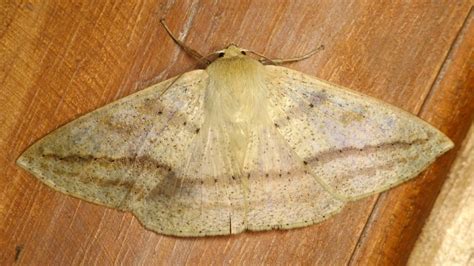 Geometer Moth, Geometridae | Andreas Kay | Flickr