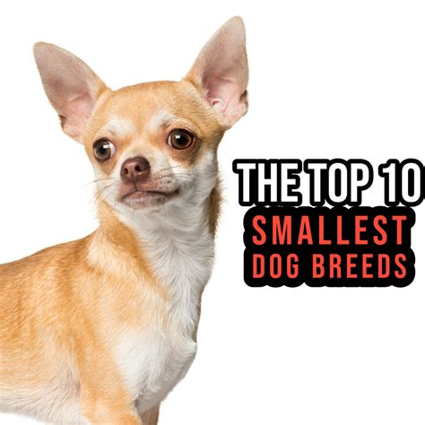 Top 10 Small Dog Breeds - PetHelpful