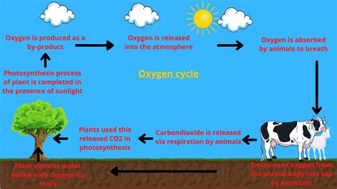 Oxygen cycle: Definition, properties, and significance - ScienceQuery