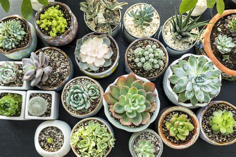 How to Propagate Succulents and Grow Your Indoor Garden