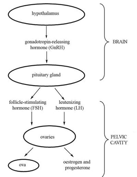 Hormones And Ovulation Feedback Mechanism