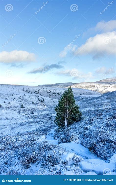 A Panoramic Scenic View of a Snowy Mountain Trail Track with Small Pine Trees and Mountain Range ...