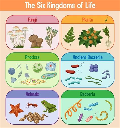 Download Science poster of six kingdoms of life for free | Reinos de la biologia, Reinos ...