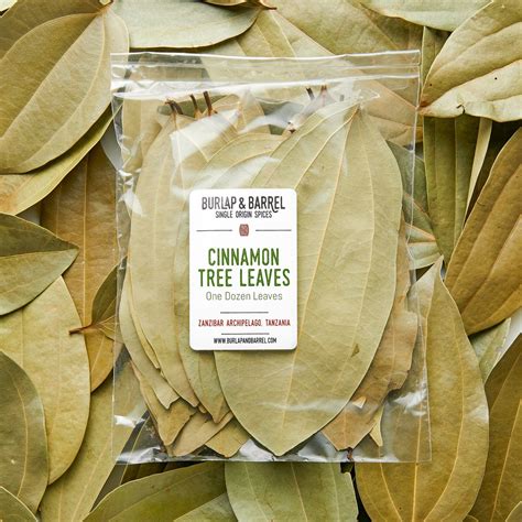 Cinnamon Tree Leaves – Burlap & Barrel