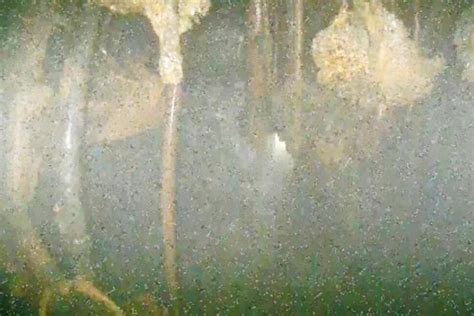 Images taken deep inside melted Fukushima reactor show damage, but ...