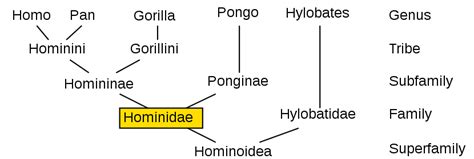 Hominidae - Wikipedia