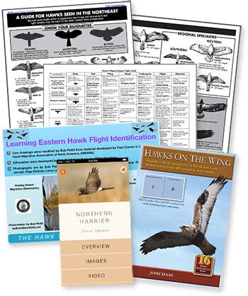 How to Identify Hawks – EMHW