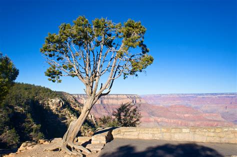 Juniper Tree By Plateau Free Stock Photo - Public Domain Pictures