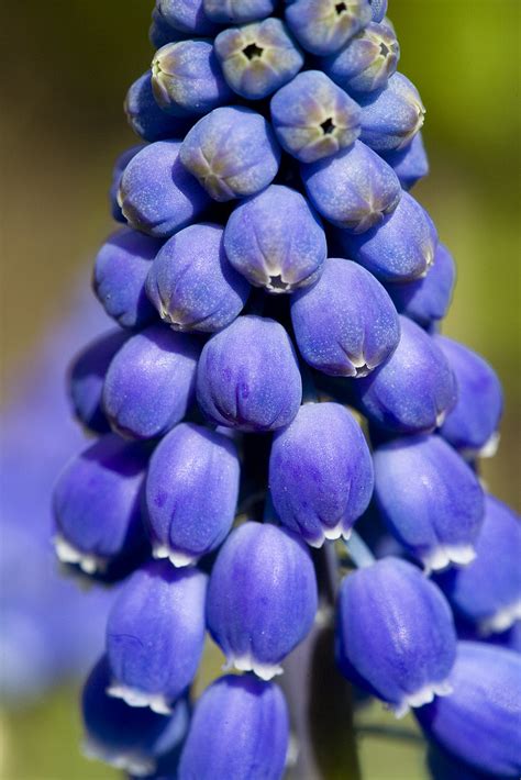 Hyacinth Burst | A purple grape hyacinth appears about to bu… | Flickr