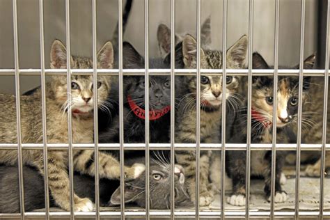 ‘No kill’ milestone hit at LA animal shelters – Daily News