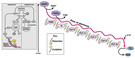 Bio Geo Nerd: Respiration