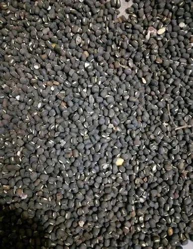 Black Kali Urad Seed, Maharashtra, High in Protein at Rs 103/kg in Solapur