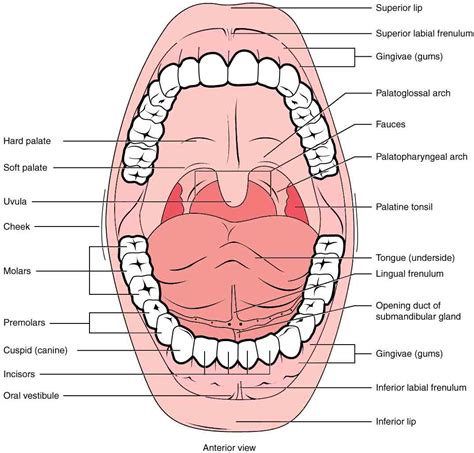 Anterior Part Of Floor Of Mouth Clipart Etc | My XXX Hot Girl