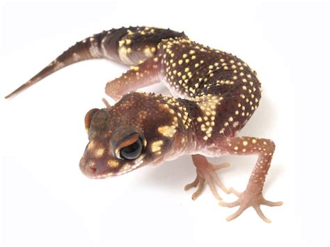 Australian Barking Gecko More Gecko by New England Reptile Distributors - MorphMarket