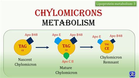 21:Chylomicrons Metabolism | Lipid Metabolism | Biochemistry | N'JOY Biochemistry - YouTube