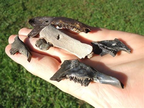 5 MAMMAL JAWS w/ TEETH FLORIDA FOSSILS ICE AGE TOOTH TEETH SKULL BONES EXTINCT @ | eBay