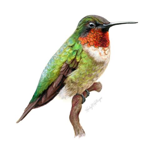 Hummingbird Wildlife Illustration by Kendyll Hillegas | Realistic ...