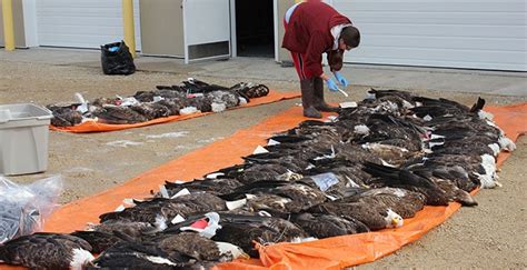 Bald Eagles Are Dying, and It’s Hunters Who Are Killing Them