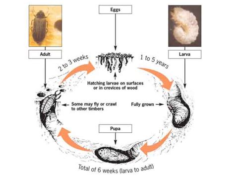 Woodworm Life Cycle | Peter Cox | Expert Insight