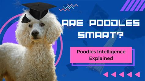 Are Poodles Smart? Poodles Intelligence Explained | PoodleHQ