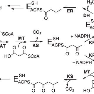 Biosynthesis of palmitic acid and TAL by FAS-B. Abbreviations: AT, acyl ...