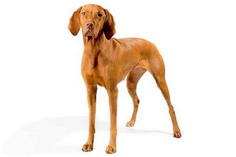 Hungarian Vizsla - Ultimate Guide (Personality, Temperament, Health etc.)