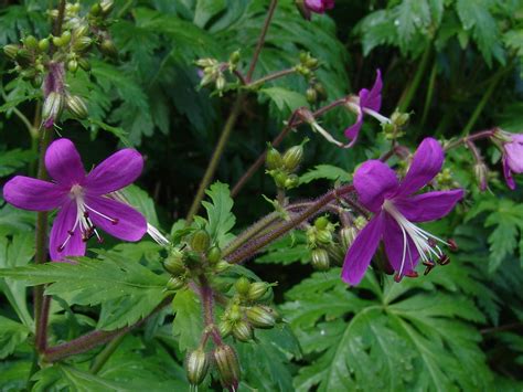 Pata de gallo (Geranium reuteri) detalle flor – Canal del Área de ...